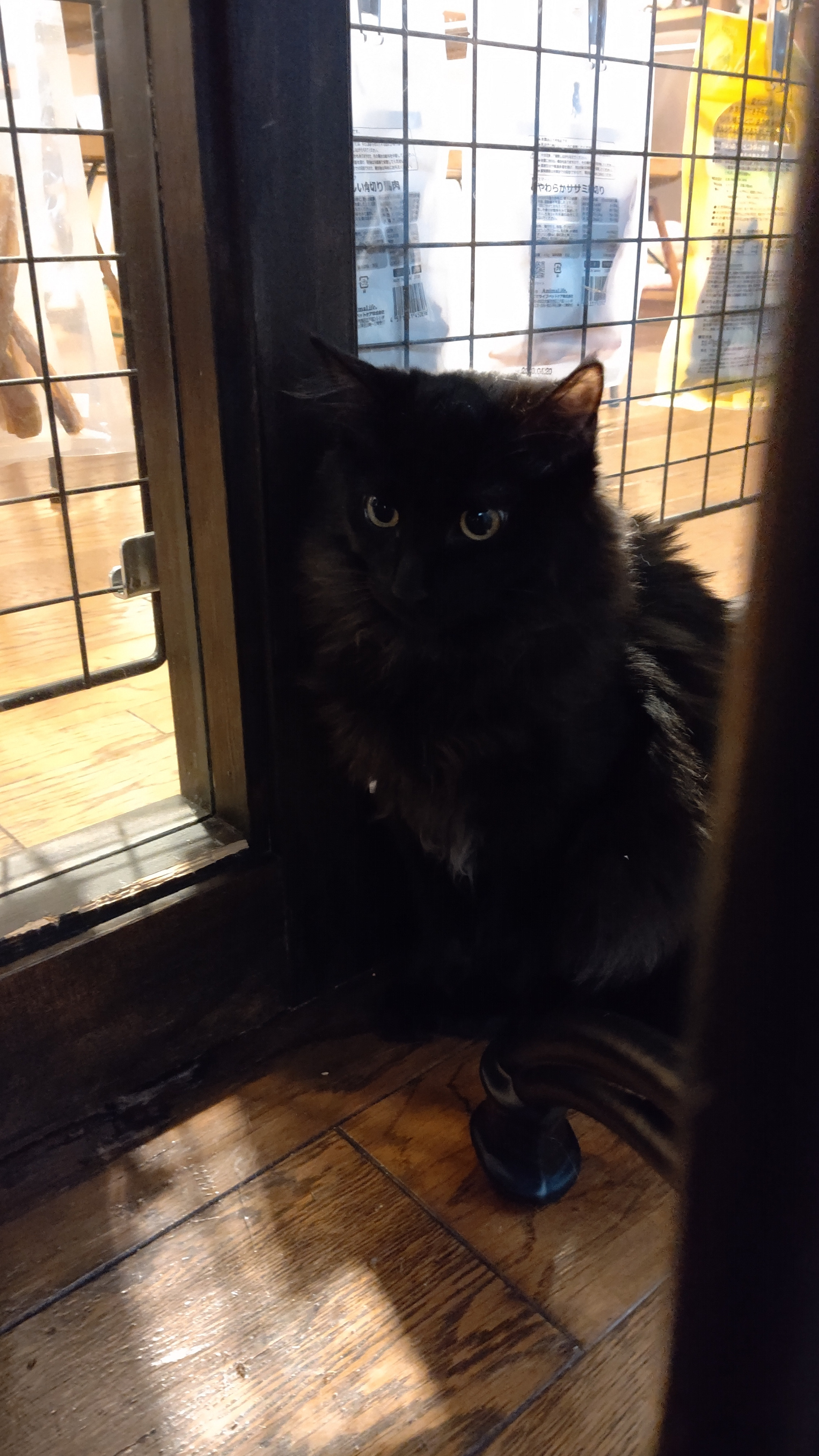 黒猫さんは・・・(・_・;)
