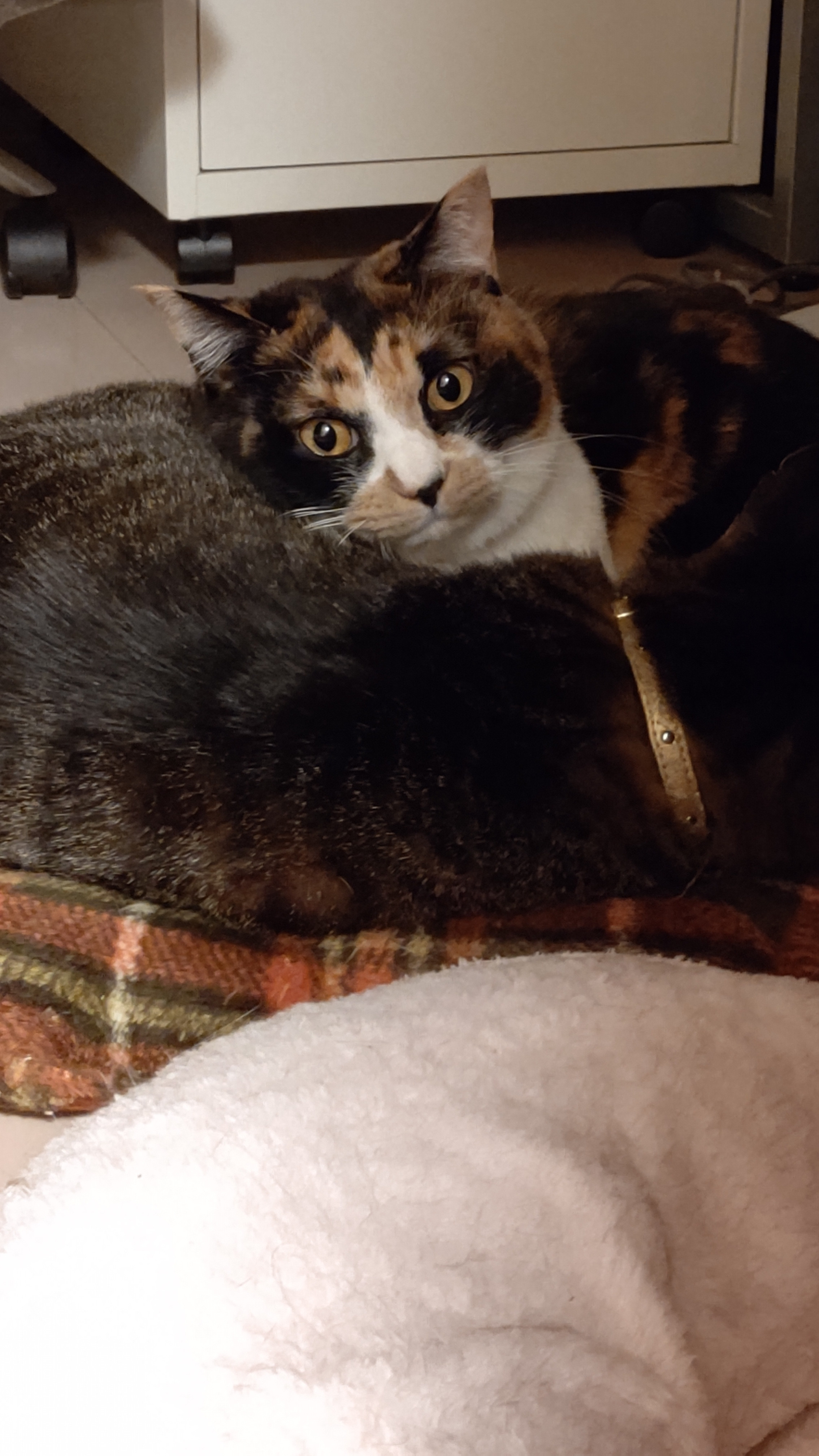 正しい(=^・^=)