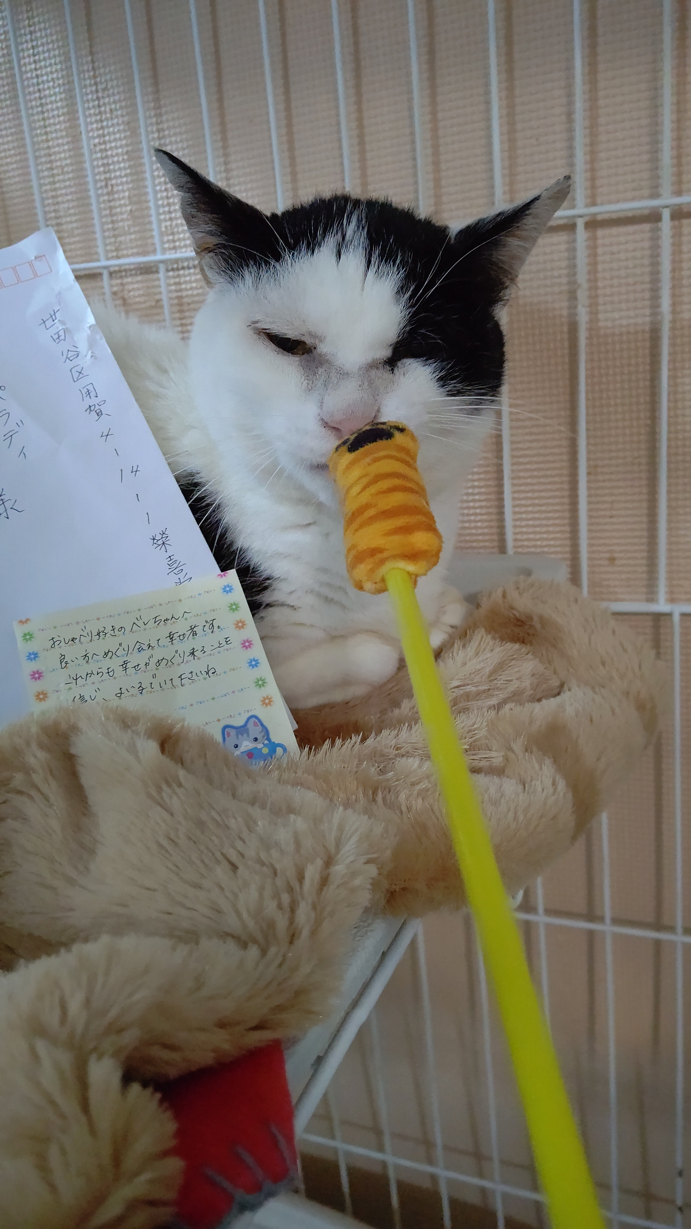 お手紙💛