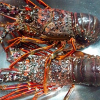 年末年始の営業のお知らせ。