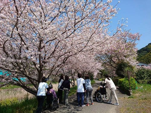 長尾川　桜