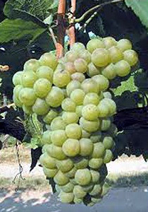 Furmint(フルミント)《中央ヨーロッパの土着品種》