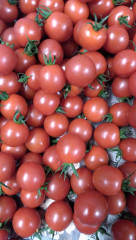 甘ーくなりましたミニトマト🍅