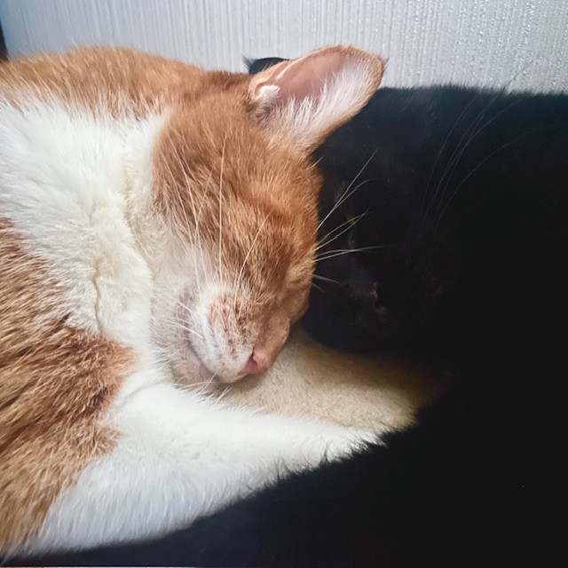 7月のお休みのお知らせ