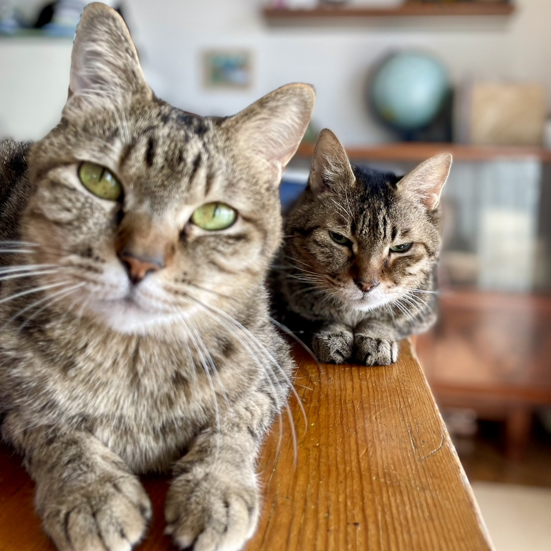 2月のお休みのお知らせ