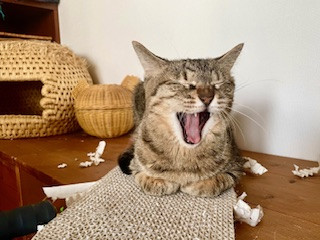 3月のお休みと天ぷら祭りのお知らせ