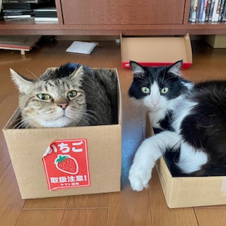 5月のお休みとGWランチ営業のお知らせ