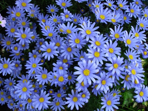 Blue daisy の花言葉は『幸運』