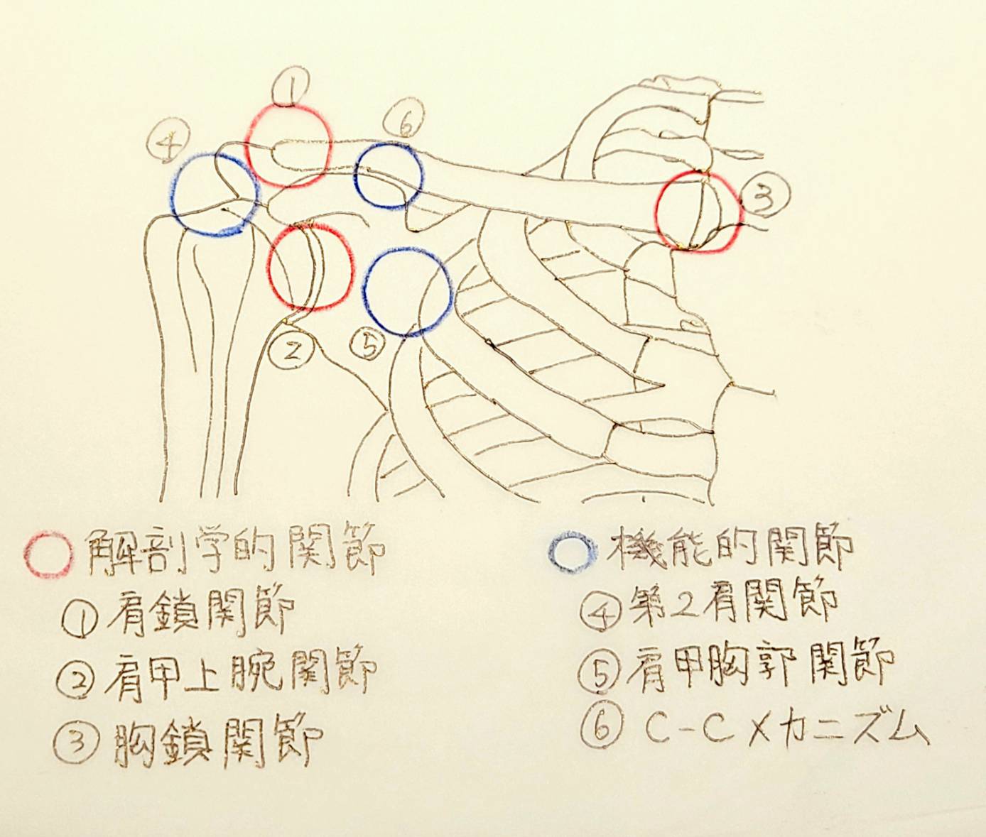 スタッフ山下の解剖シリーズ※肩関節複合体