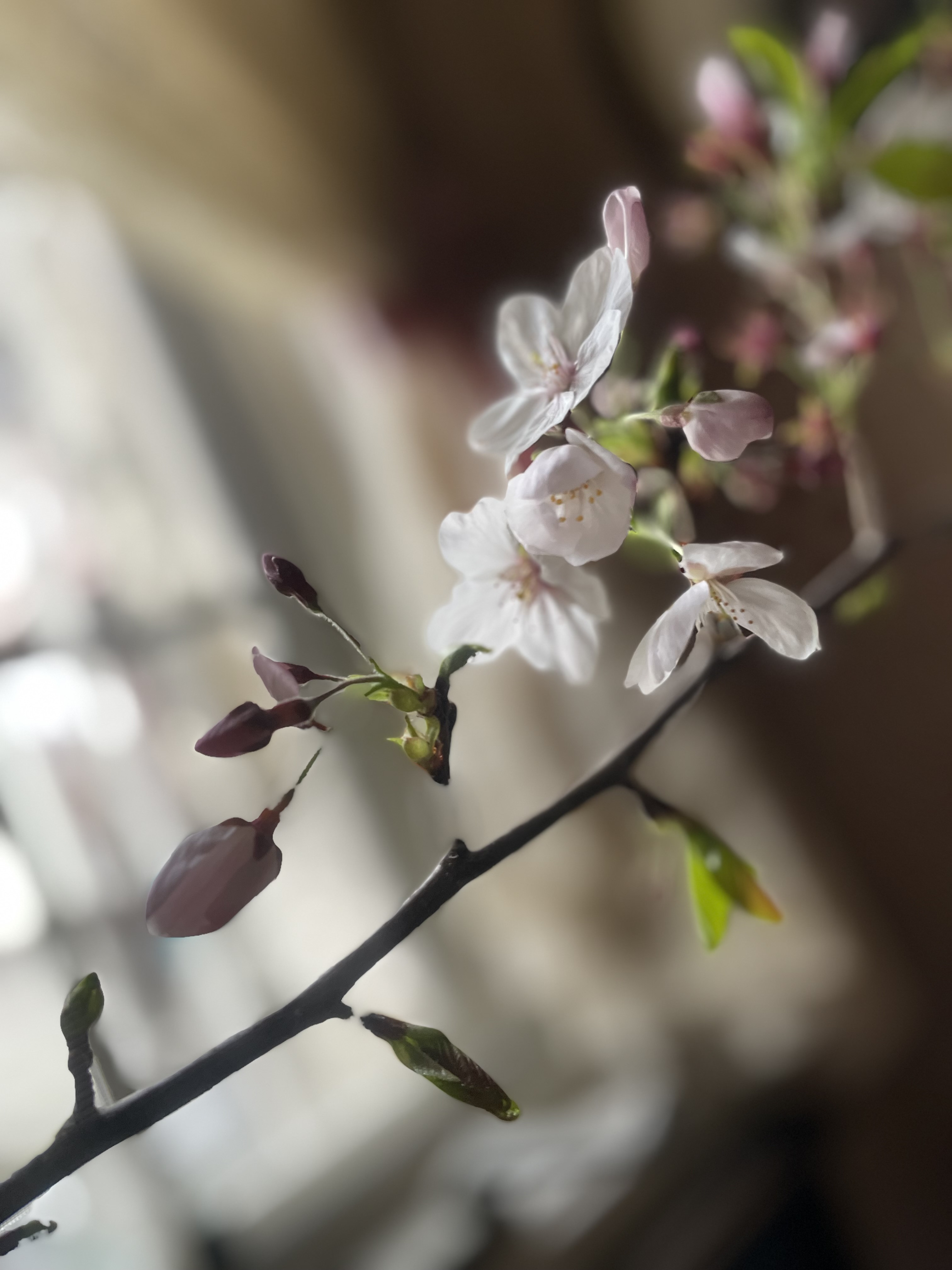 本日のお迎え花