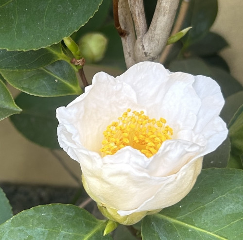 ブログ更新しました