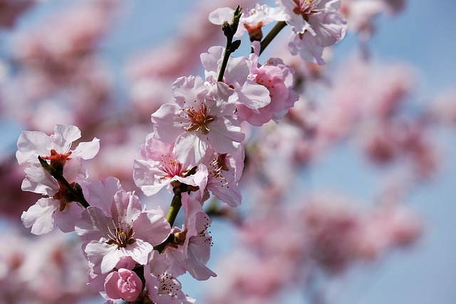japanese-cherry-trees-3275415_640.jpg