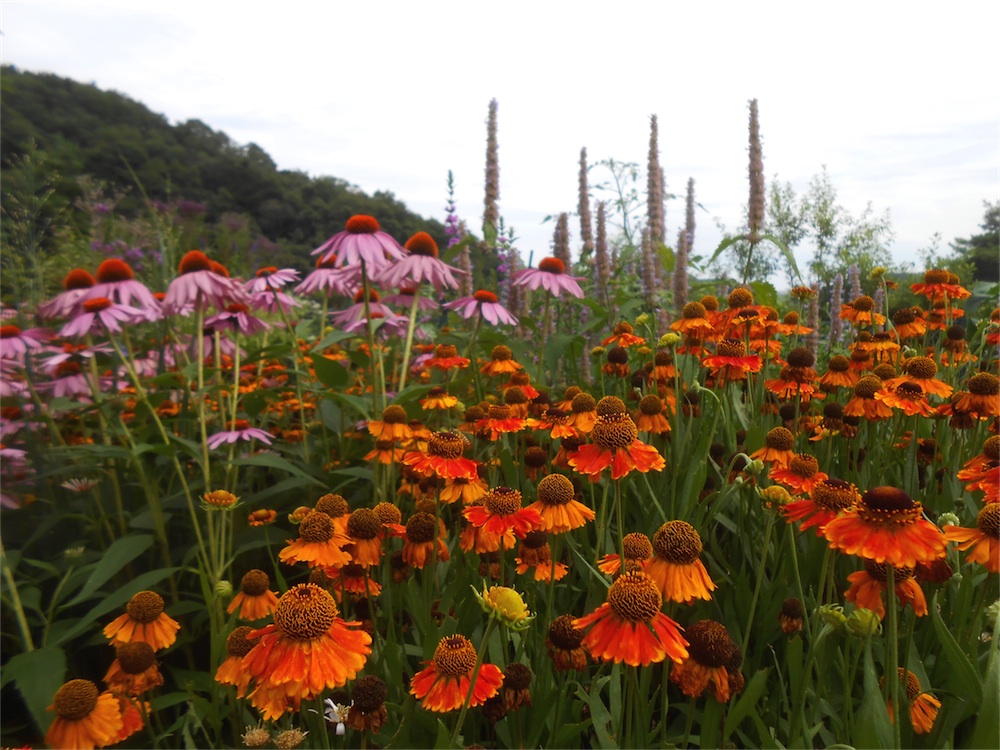 DSCN2939.jpg