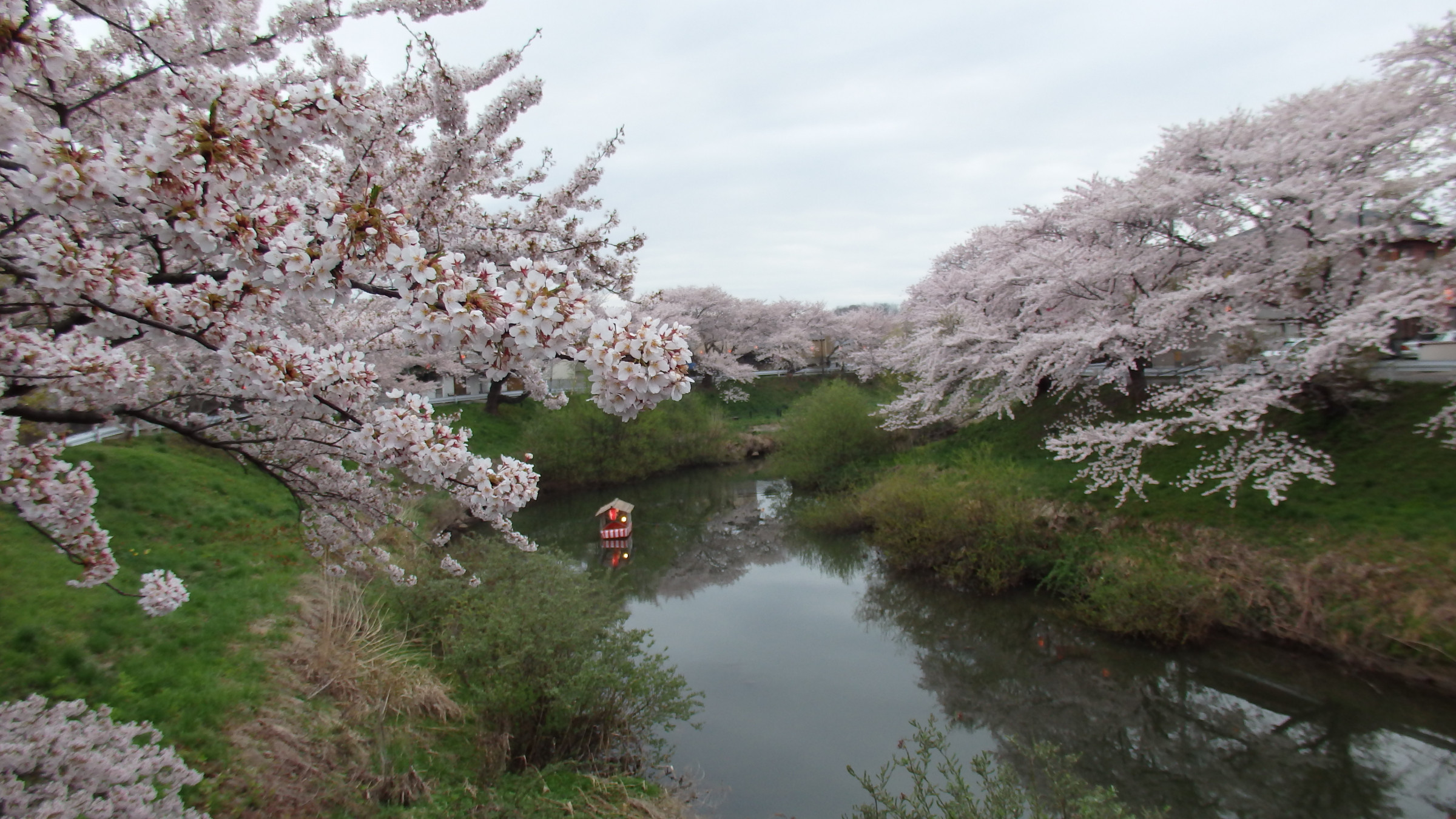 太平川の桜並木