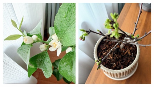 ささやかではりますが、サロンお花見を楽しんでいただけたら嬉しいです