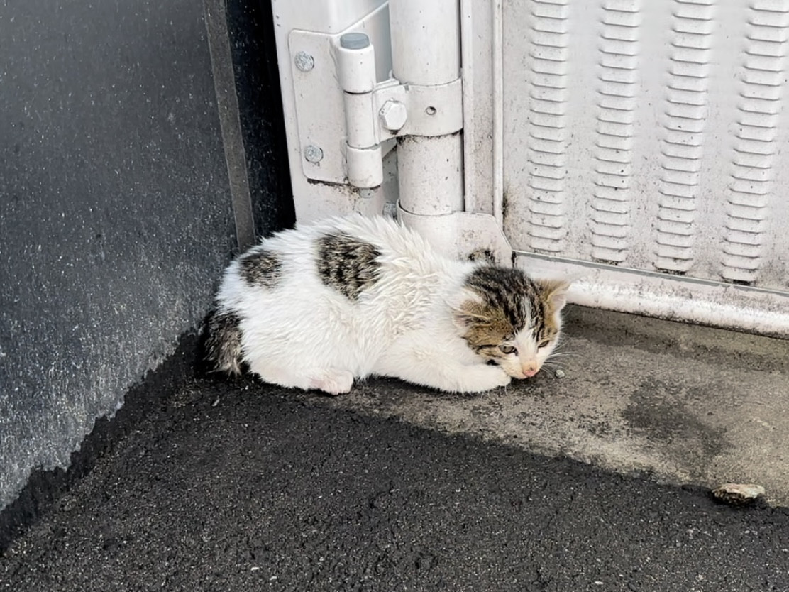 福井市内で交通事故に合った仔猫を1匹保護