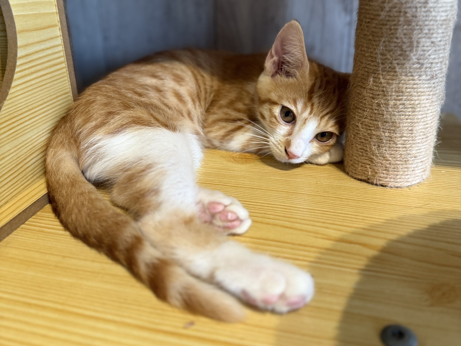 ビオラくん正式譲渡
