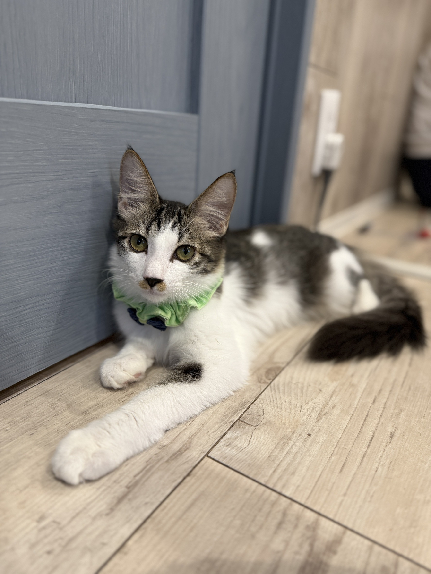 ムルくん正式譲渡