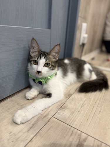 ムルくん正式譲渡