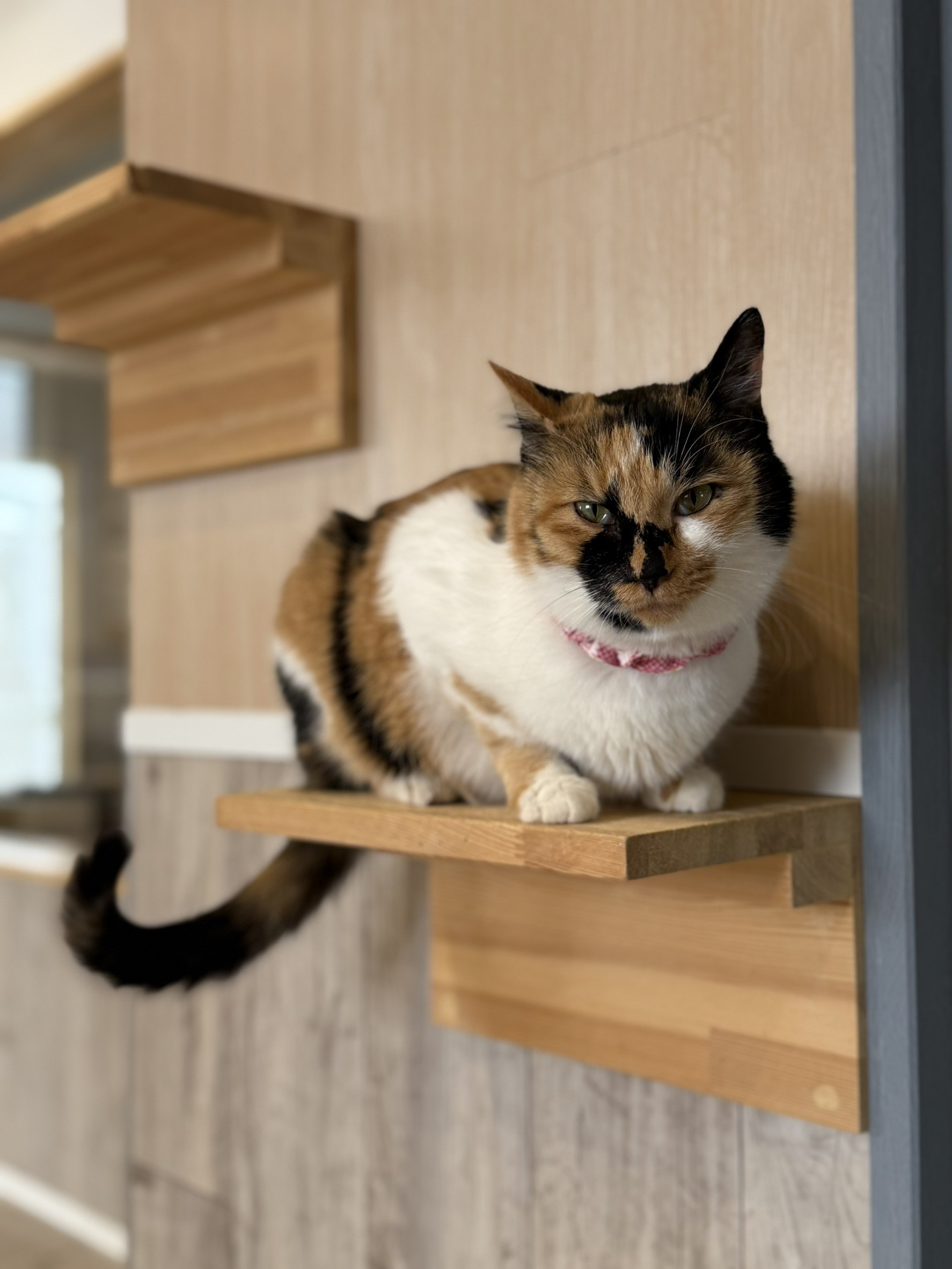 バミーちゃん正式譲渡