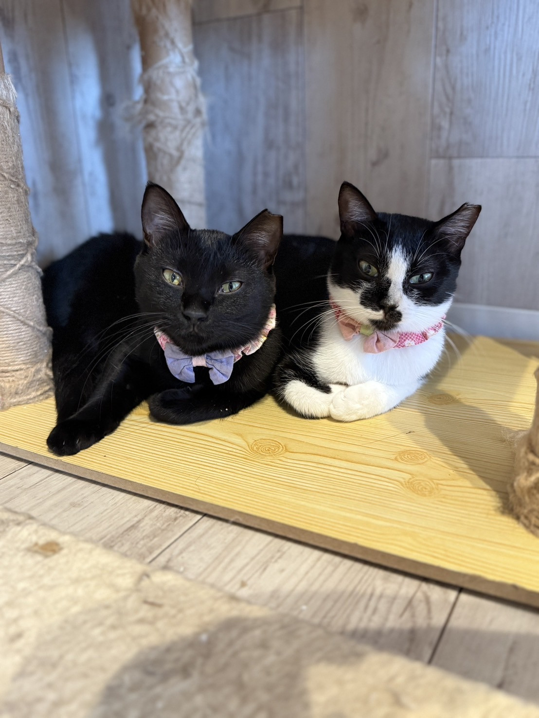 つきちゃん、まひろちゃん正式譲渡