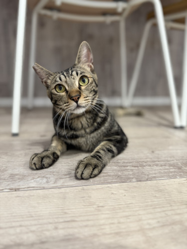 ほーぷくん正式譲渡