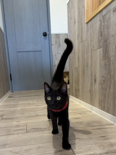 すずめちゃん正式譲渡