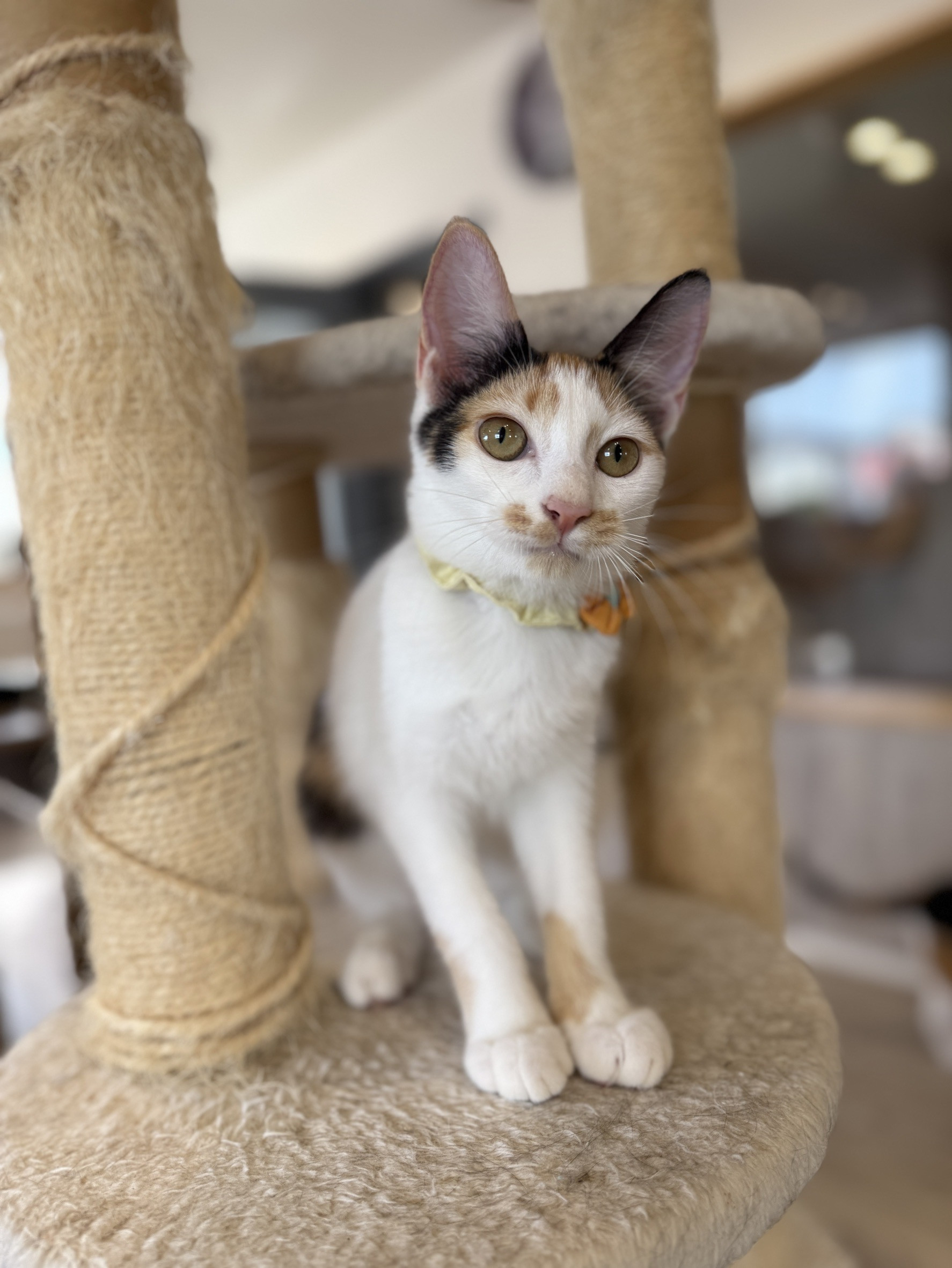 チャちゃん正式譲渡