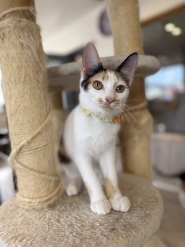 チャちゃん正式譲渡