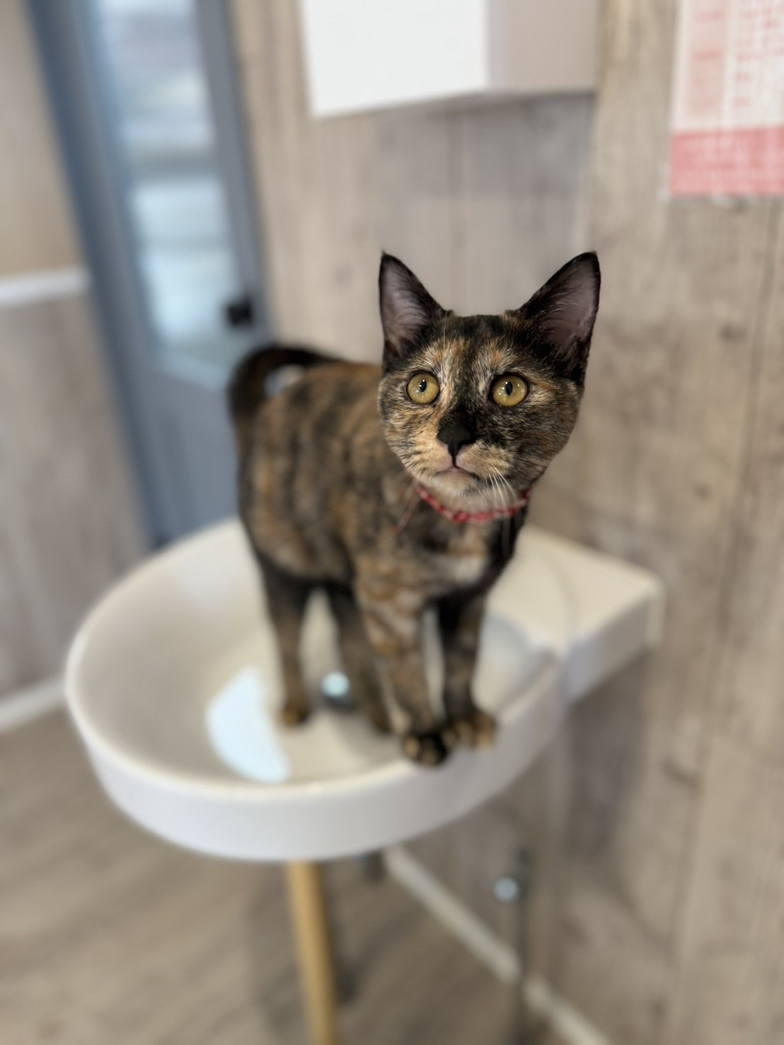 じゅーんちゃん正式譲渡