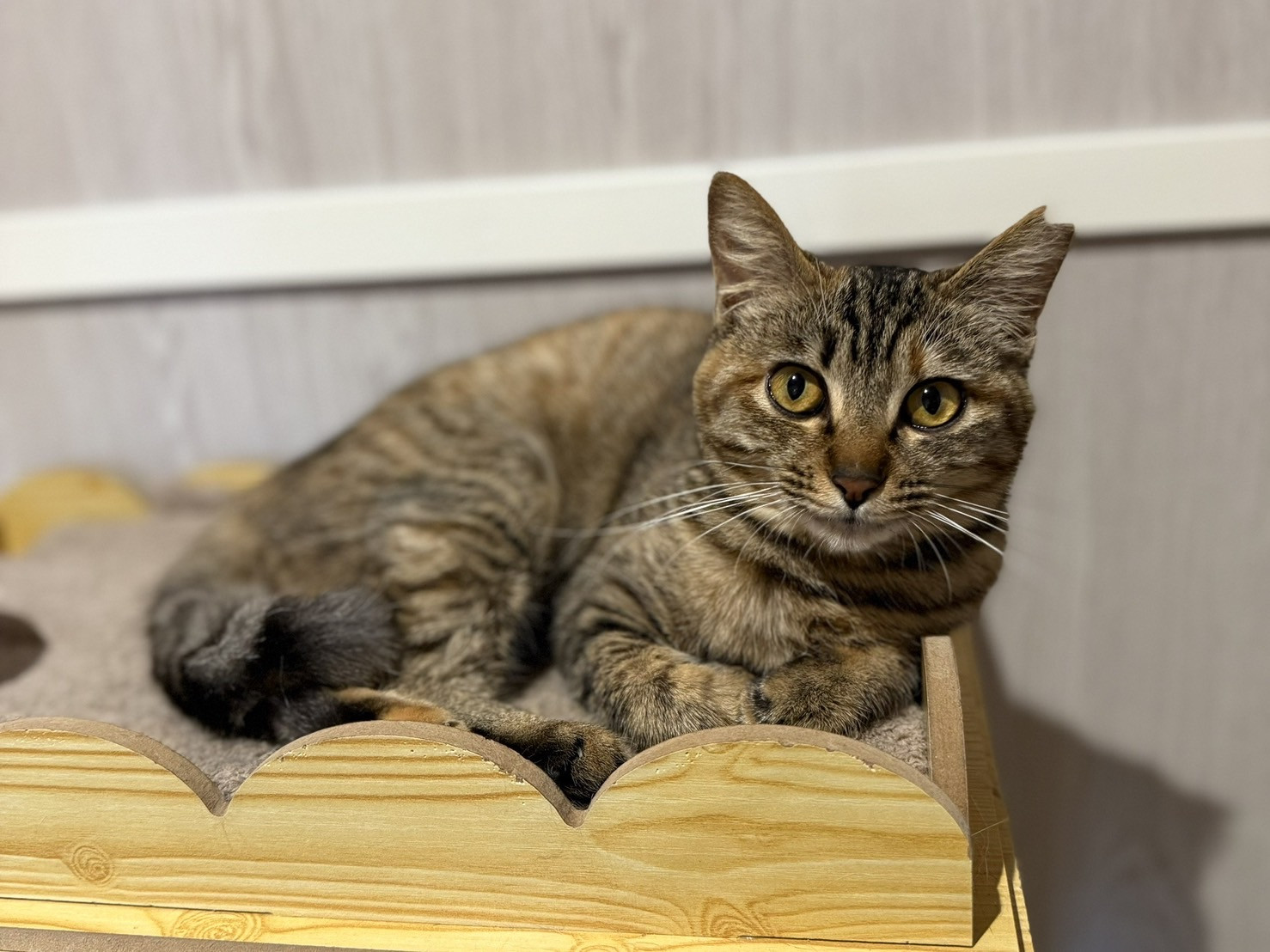 きりちゃん正式譲渡