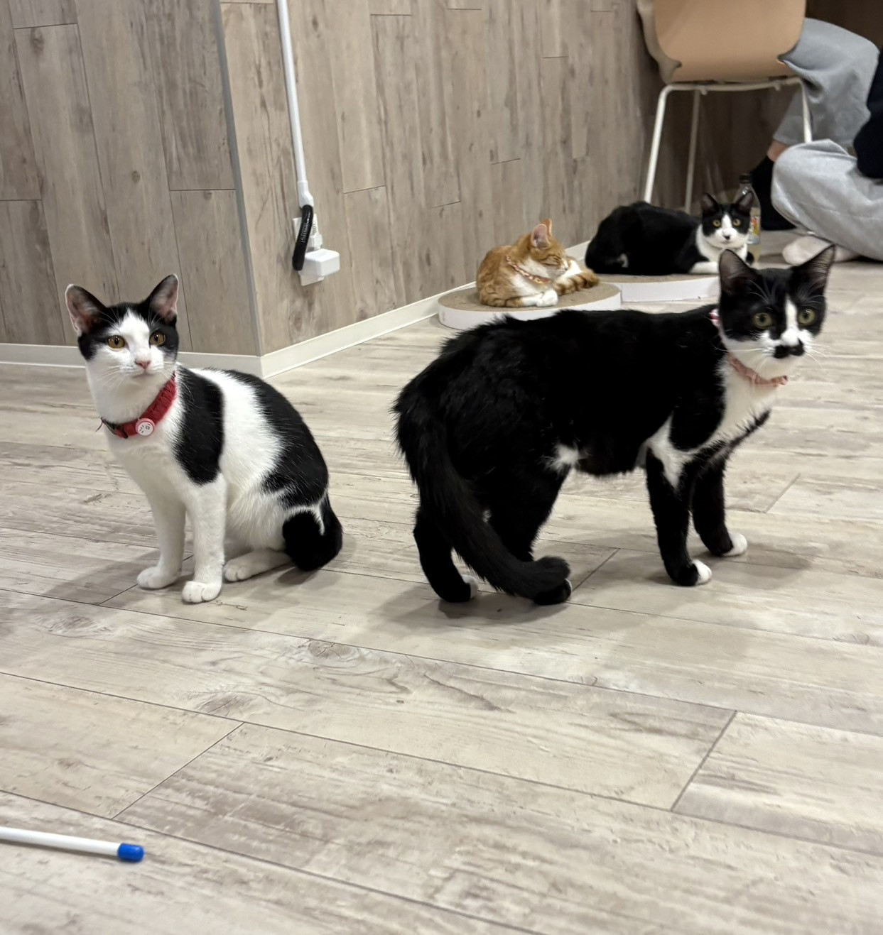 ごかちゃん、シナちゃん正式譲渡