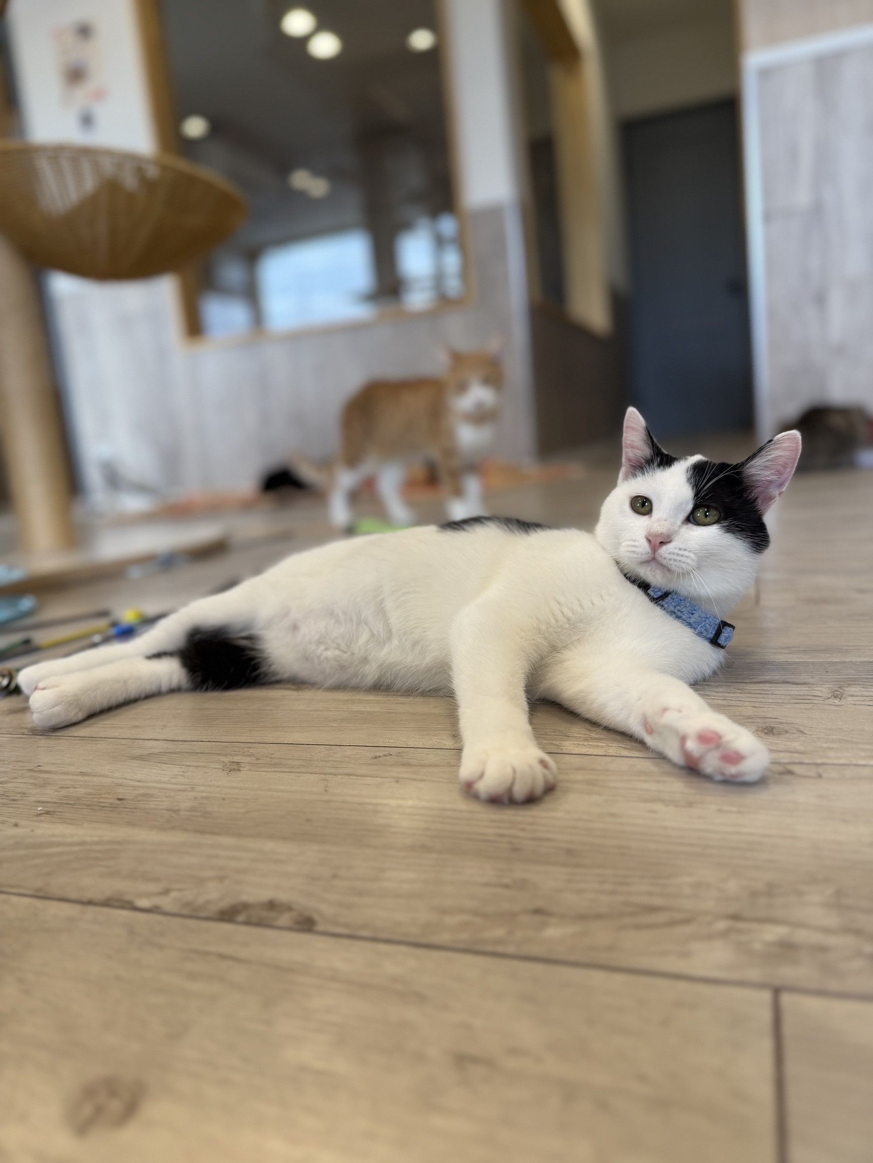 コロンくん正式譲渡