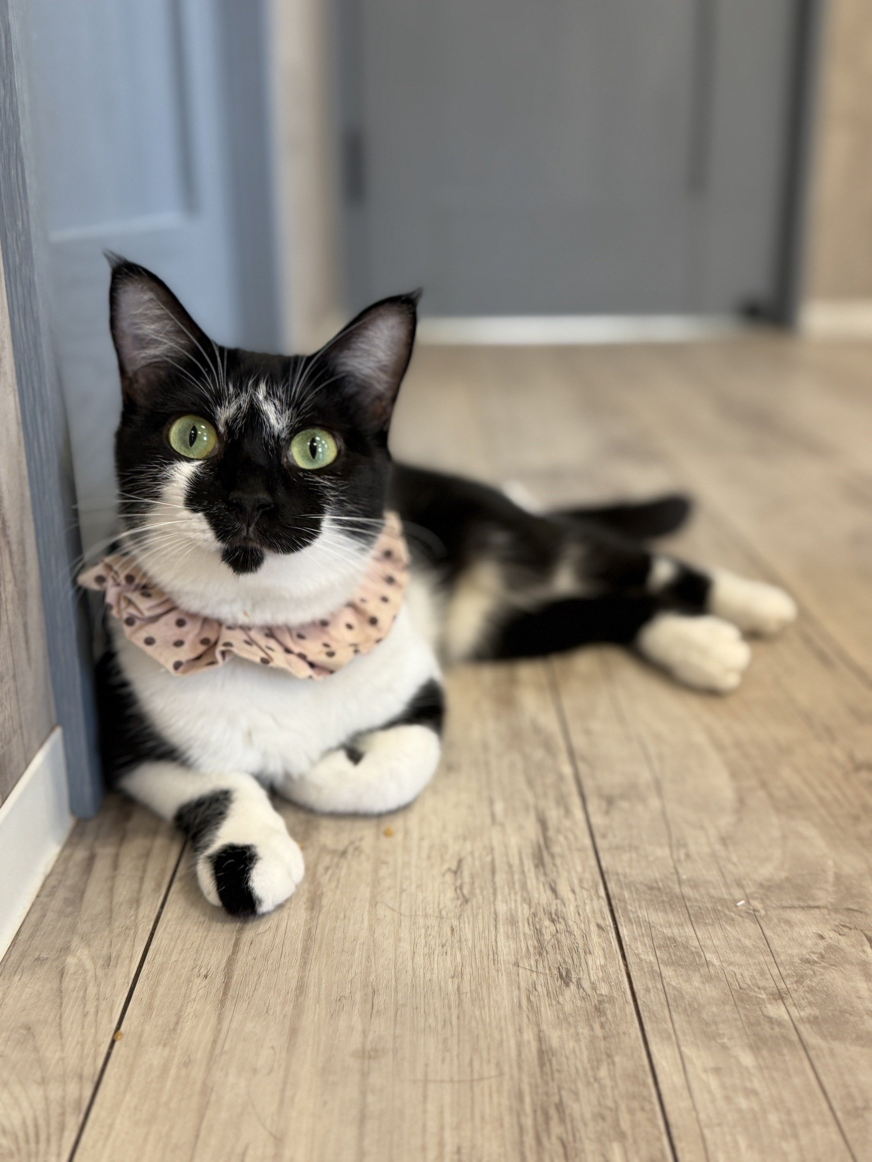 びびちゃん正式譲渡