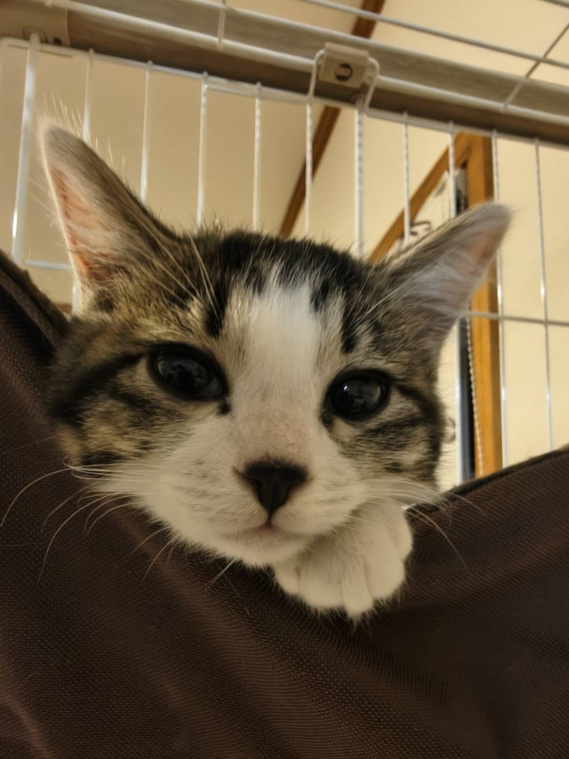 ごまちゃん正式譲渡