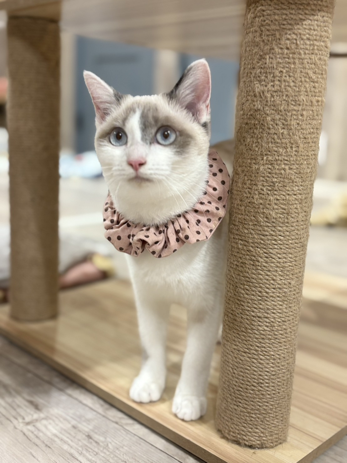 いちかちゃん正式譲渡