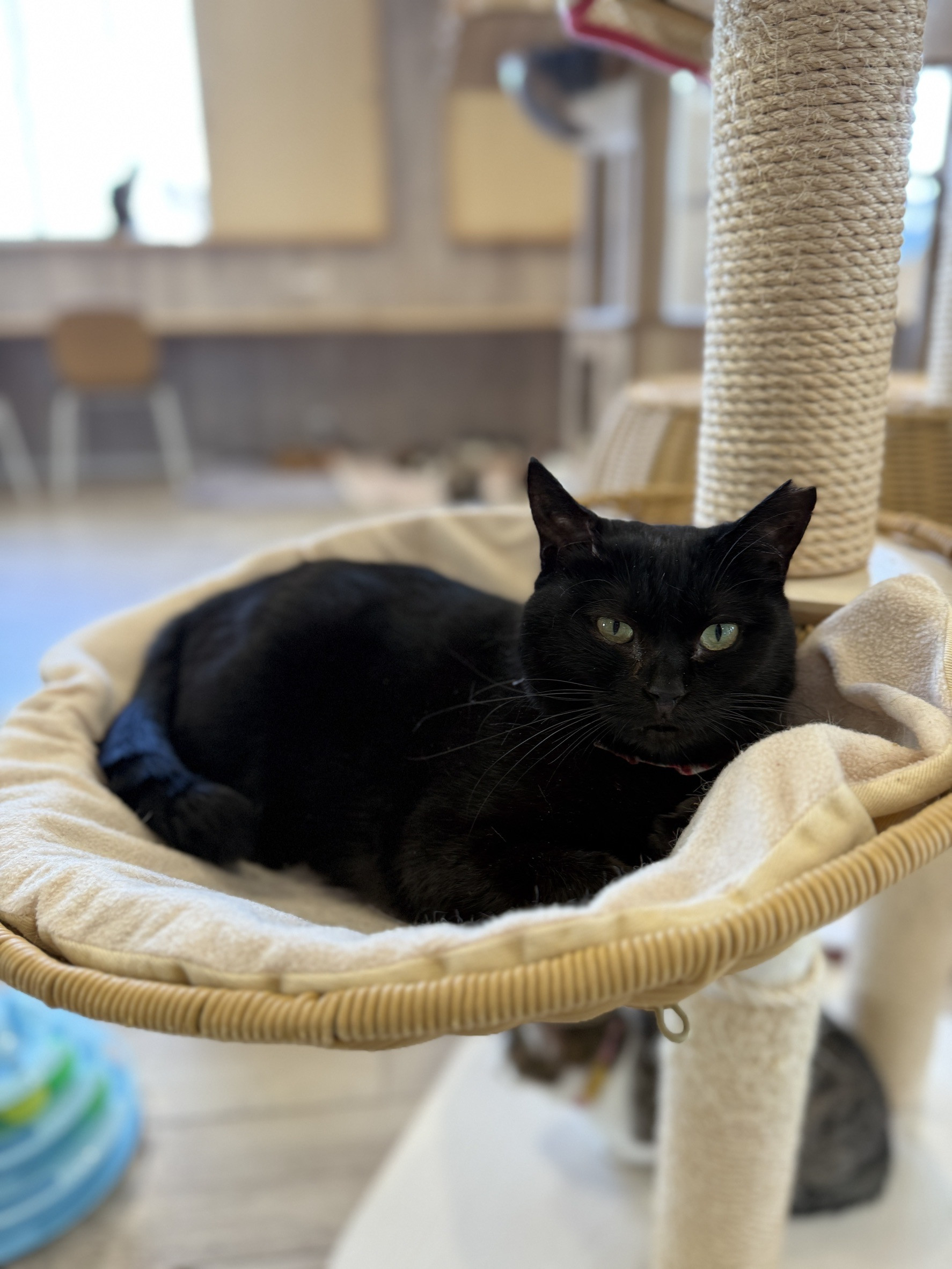 フキノトウちゃん正式譲渡