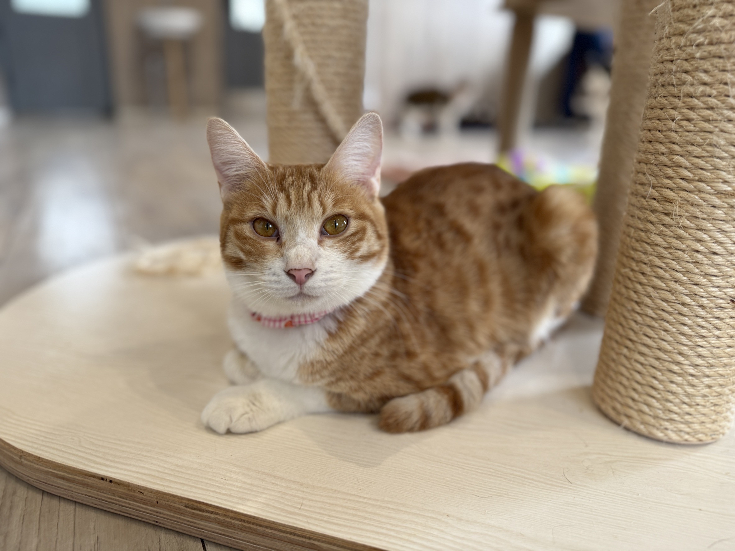 レンゲちゃん正式譲渡