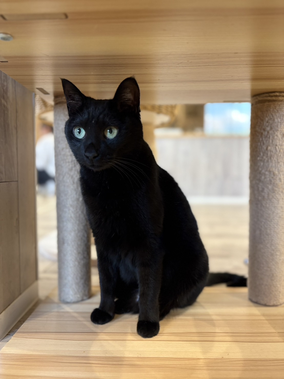 ふゆのちゃん正式譲渡