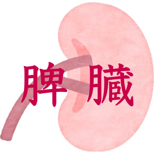 実はとても重要な【脾臓】