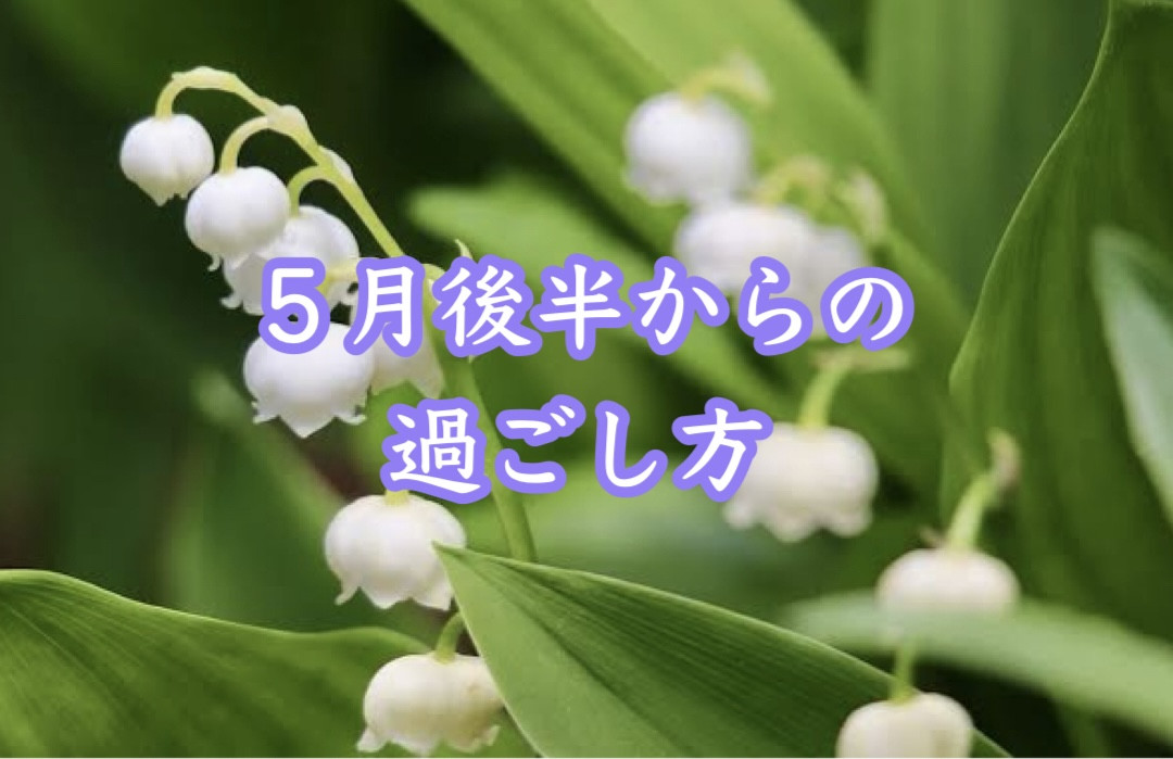 5月後半