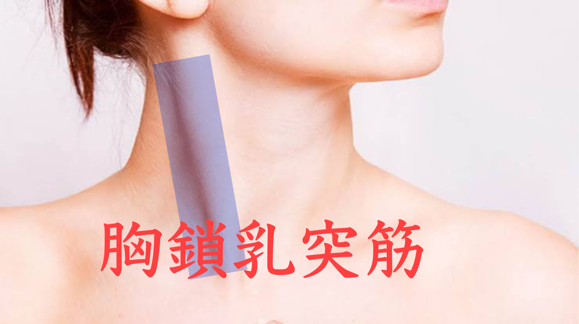 首を緩めるために胸鎖乳突筋の大切さ