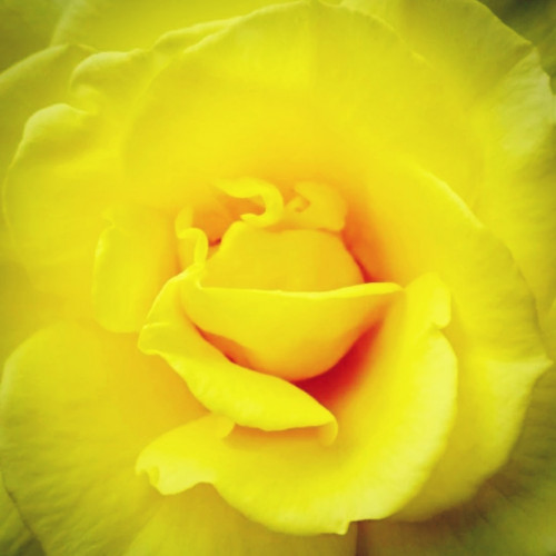 💛🌹在りのままの自分に自信をもつ🌹💛