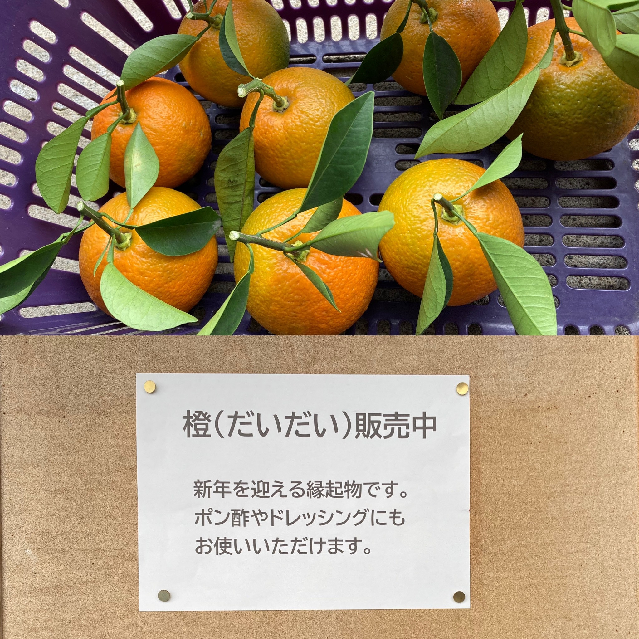 橙の販売を始めました