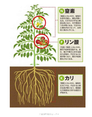 やえせハルサー塾 火曜日クラス #2