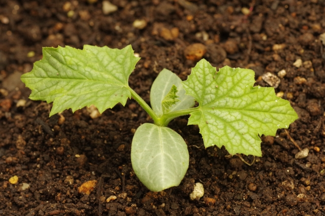 春植え苗のご注文受付中!