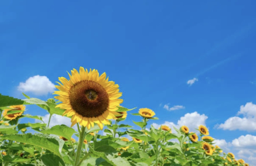 夏季休暇のお知らせ