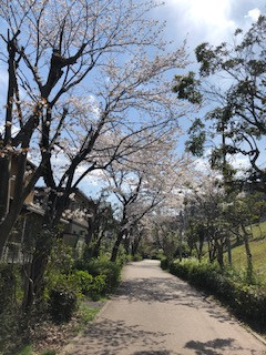 赤道の桜がきれいです