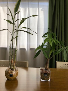 ★植物もすくすくと！