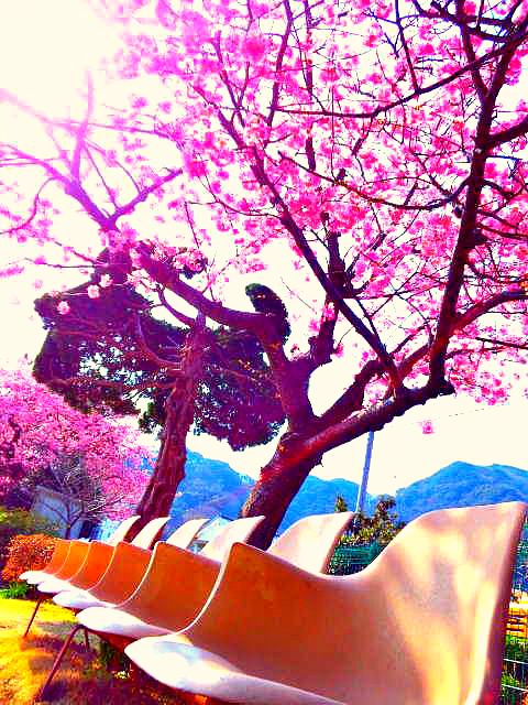 kansei中公園桜.jpg